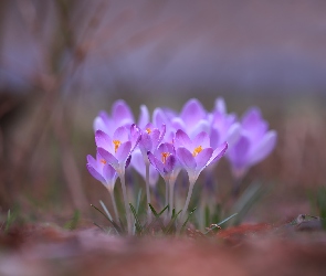 Kwiaty, Fioletowe, Krokusy, Kępka