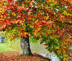 Rzeka, Buk, Jesień, Drzewo
