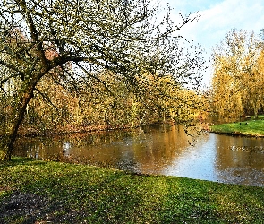 Staw, Kaczki, Wierzby płaczące, Drzewa, Park