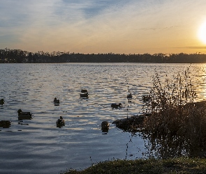 Kaczki, Zachód słońca, Jezioro