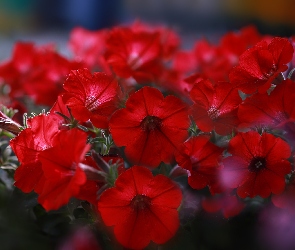 Surfinie, Kwiaty, Czerwone