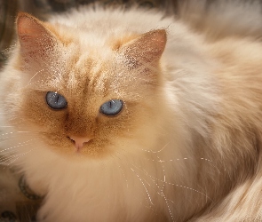 Rudo-biszkoptowy, Niebieskooki, Kot