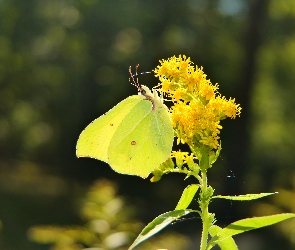 Latolistek cytrynek, Motyl