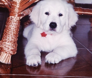 Szczeniak, Golden retriever, Piesek