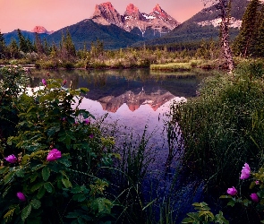 Kanada, Drzewa, Bow River, Kwiaty, Canmore, Rzeka, Alberta, Góry, Three Sisters Peaks