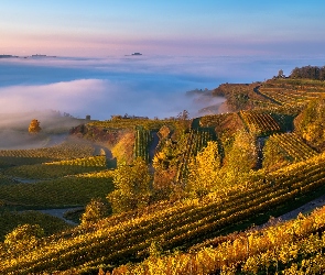 Kaiserstuhl, Pola, Niemcy, Wzgórza, Drzewa, Zachód słońca, Mgła, Winnice