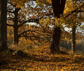 Liście, Żółte, Las, Jesień, Drzewa, Dęby
