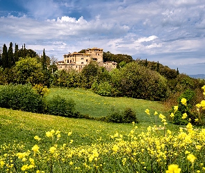 Włochy, Drzewa, Łąka, Wzgórza, Kwiaty, Villa Montesoli, Toskania, Prowincja Siena, Toskania