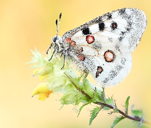 Niepylak apollo, Roślina, Motyl