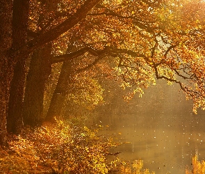 Jesień, Liście, Staw, Drzewa, Las, Pożółkłe