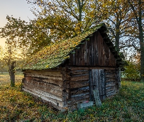 Trawa, Szopa, Drzewa, Promienie słońca