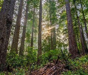 Las, Kalifornia, Paprocie, Stany Zjednoczone, Park Narodowy Redwood, Rośliny, Drzewa, Przebijające światło, Mgła