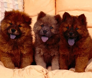Szczeniaki, Chow chow