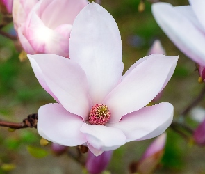 Pąki, Kwiat, Magnolia, Biało-różowy