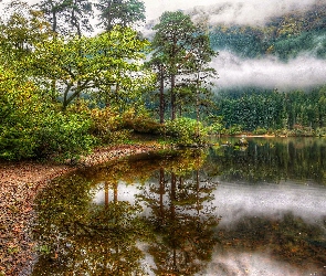 Loch Eck, Drzewa, Jezioro, Szkocja, Kamienie, Półwysep Cowal, Mgła, Droga