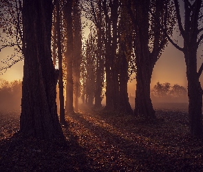 Drzewa, Pola, Mgła, Zachód słońca, Jesień