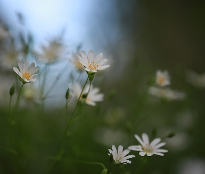 Białe, Kwiaty, Gwiazdnice wielkokwiatowe
