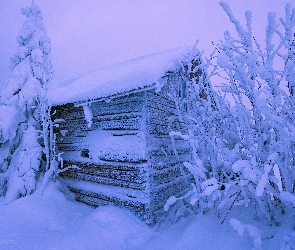 Ośnieżone, Krzewy, Szopa, Dom, Drzewa, Zima, Drewniana