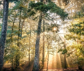 Drzewa, Słońce, Las, Przebijające światło