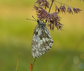 Motyl, Trawa, Polowiec szachownica