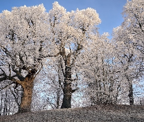 Oszronione, Drzewa, Zima, Śnieg