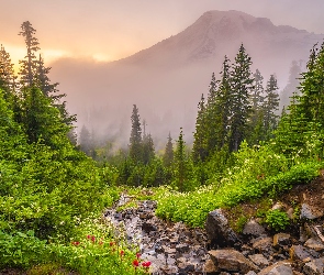 Stany Zjednoczone, Kamienie, Szlak Pinnacle Saddle Hike, Mgła, Drzewa, Wąwóz, Waszyngton, Park Narodowy Mount Rainier, Góry