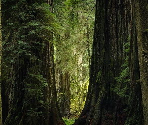 Kalifornia, Sekwoje, Drzewa, Park stanowy Jedediah Smith Redwoods, Stany Zjednoczone