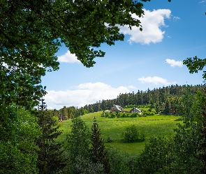 Drzewa, Polana, Wzgórze, Las, Domy