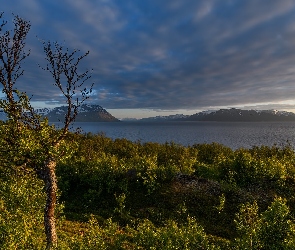 Fiord Lyngenfjorden, Norwegia, Krzewy, Drzewo, Góry
