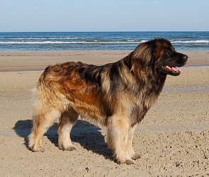 plaża, Leonberger