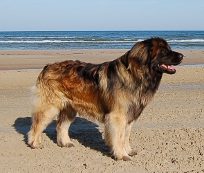 Leonberger, plaża