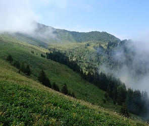 Zbocze, Góry, Mgła, Drzewa, Dolina