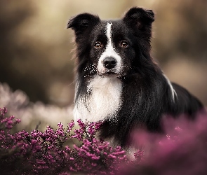 Border collie, Pies, Wrzosy, Czarno-biały