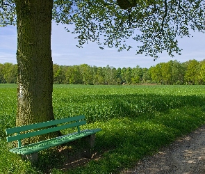 Ławeczka, Pole