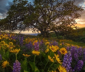 Chmury, Drzewo, Kwiaty, Łąka, Łubin, Balsamorhiza