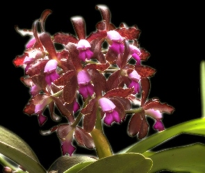 orchidea, Storczyki