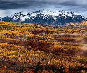 Rocky Mountains, Lasy, Stany Zjednoczone, Jesień, Roślinność, Góry Skaliste, Mgła, Drzewa