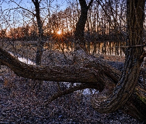 Słońce, Drzewa, Stawy, Bezlistne