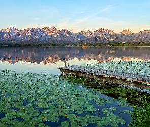 Góry, Bawaria, Lilie wodne, Niemcy, Liście, Kwiaty, Jezioro Hopfensee, Pomost, Rośliny