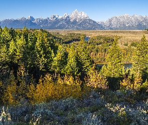 Góry, Drzewa, Park Narodowy Grand Teton, Las, Stan Wyoming, Teton Range, Stany Zjednoczone, Rzeka Snake River