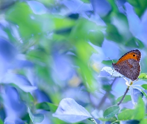 Przestrojnik jurtina, Liście, Motyl