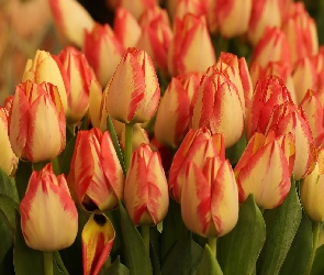 Tulipany, Kwiaty, Dwukolorowe