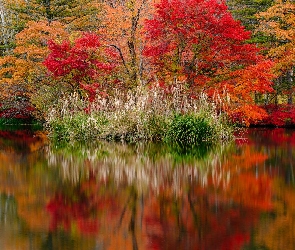 Trawy, Odbicie, Jesień, Drzewa, Karuizawa, Japonia, Staw, Nagano, Kępy, Kumoba Pond, Kolorowe