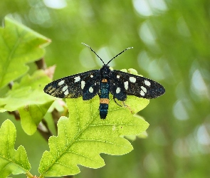 Motyl, Dębu, Liście, Zielone, Oblaczek granatek