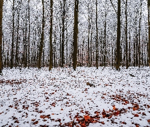 Śnieg, Liście, Las, Zima, Drzewa, Opadłe