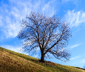 Wzgórze, Niebo, Drzewo