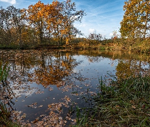 Rośliny, Drzewa, Jesień, Staw