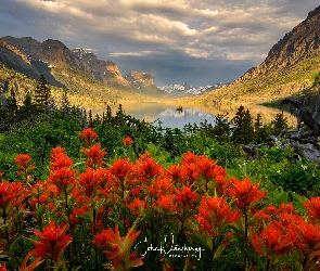 Jezioro, Kwiaty, Góry, Drzewa, Park Narodowy Glacier, Saint Mary Lake, Kanada, Chmury