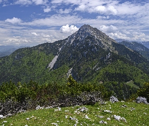 Skały, Krzewy, Góry, Słowenia, Iglaki, Zalesione, Alpy Kamnickie