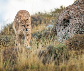 Kot, Kamienie, Roślinność, Puma, Dziki